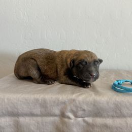 Teal - Fawn sable female Belgian Malinois puppy in Buckeue, Arizona from Légende Vivante Du Chief Kennel