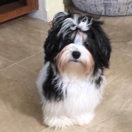 Priscilla - Havanese