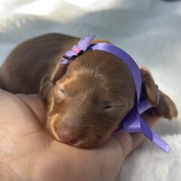 Hazel- long coat - Red female Dachshund puppy in Lakeland, Florida from Elite Doxies Florida