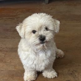 Coton de Tulear and Sheepadoodle All Grown Up from Majestic Creek Puppies