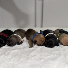 French Bulldog Puppies from jack & Ruby's Frenchies