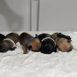French Bulldog Puppies from jack & Ruby's Frenchies
