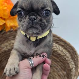 Lydia - Brindle female Pug puppy in Olin, North Carolina from Piggy Pugs