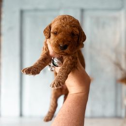 Jade - Apricot Goldendoodle puppy in Shingle Springs, California from Kindred Oak Goldendoodles