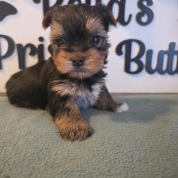 Ansley - Black and tan female Yorkshire Terrier puppy in Clermont, Florida from Bella's Prissy Butts