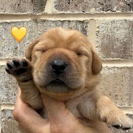 Yellow collar - Yellow female Labrador Retriever puppy in Clinton, Tennessee from Summer Rose