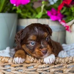 Dr. Pepper - Red tri male Miniature Australian Shepherd puppy in Oklahoma City, Oklahoma from Outland Toy & Mini Aussies