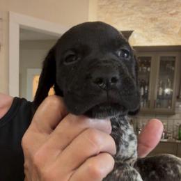 Larkspur - Black roan male German Shorthaired Pointer puppy in San Antonio, Texas from Alvarado Farm Kennels, LLC