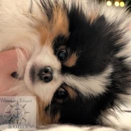 Chief - Pomeranian