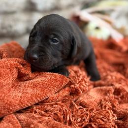 Scout - Chocolate male Labrador Retriever puppy in Sweet Home, Oregon from Knotty Creek Labradors