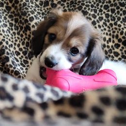 Dachshund Puppies from River Run Doxies