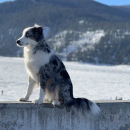 Azula  - Miniature Australian Shepherd