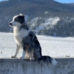 Azula  - Miniature Australian Shepherd