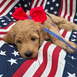 Liberty - Apricot female Goldendoodle puppy in Summerfield, North Carolina from Lila's Teddybear Goldendoodles