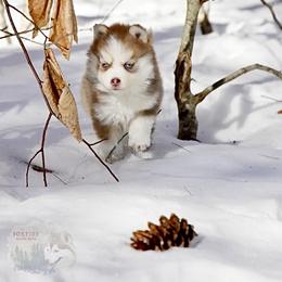 Pomsky Puppies from Foxfire Arctic Spitz
