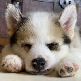 Pomsky Puppies from Brent Bauer