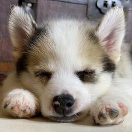 Pomsky Puppies from Brent Bauer