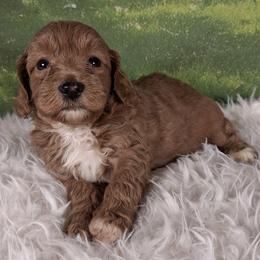 Sunny F1b - Apricot male Cavapoo puppy in Centerton, Arkansas from Velvet Paws Cavapoos