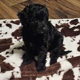 Aussiedoodle, Poodle, and Toy Australian Shepherd Puppies from Wild Farm Puppies