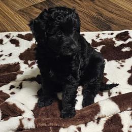 Aussiedoodle, Poodle, and Toy Australian Shepherd Puppies from Wild Farm Puppies