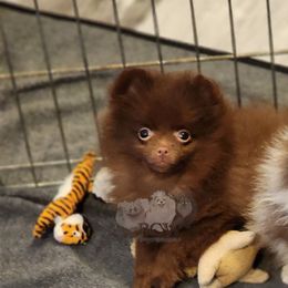 Girl 2 - Pomeranian puppy from BCW POMERANIANS