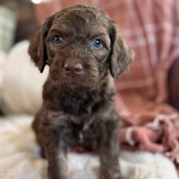 Wilson Family's Par - Chocolate male Goldendoodle puppy in Norman, Oklahoma from Wilson Family Companions