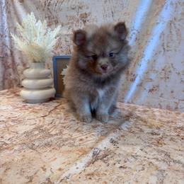 Kason - Chocolate male Pomsky puppy in Bucyrus, Missouri from Hill Top Pomskies