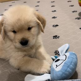 Golden Retriever Puppies from Amore Doro’ N Marshell Golden’s