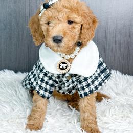 Dancer - Red  female Goldendoodle puppy in Otisville, Michigan from Danie’s Darling Doodles LLC
