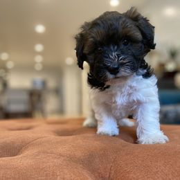 Goldendoodle and Havapoo Puppies from Lady Paws Puppies