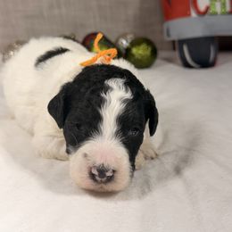 Oreo - Black and white male Bernedoodle puppy in Luana, Iowa from Country View Bernedoodles and Goldendoodles