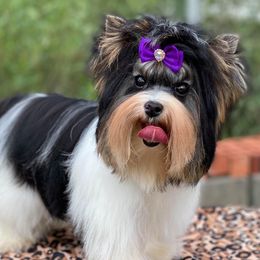 Biewer Terriers, Dachshunds, and Yorkshire Terriers from Amineh Yorkshire & Biewer Terriers, Kajundaux Miniature Dachshunds
