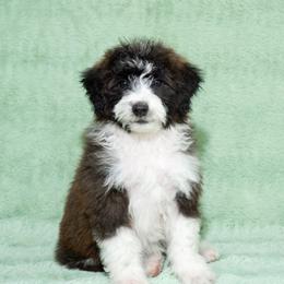 Girl 5 - female Bordoodle puppy in West Valley City, Utah from Tucker Bordoodles