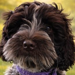 Australian Labradoodles from Dignity Labradoodles