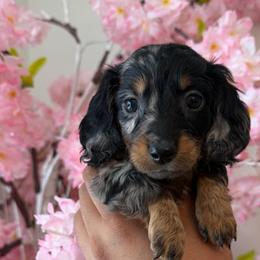 Black Dapple Boy - Dapple male Dachshund puppy in Bakersfield, California from Pretty Dachshunds 661