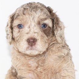 Australian Labradoodles and Cockapoos from Watermill Doodles of WNC