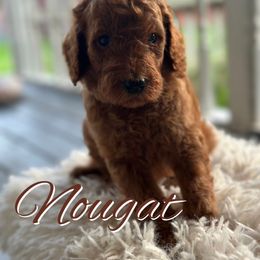 Nougat - Red  male Poodle puppy in Dayton, Texas from Wolfe Island Poodles