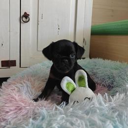 Brussels Griffon Puppies from Little Griffons