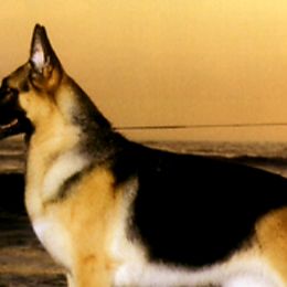 Chihuahuas and German Shepherds from Gunnersville Farm