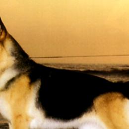 Chihuahuas and German Shepherds from Gunnersville Farm