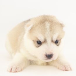 Nacho (Yellow) - Delivery - Gray and white male Siberian Husky puppy in Tracy, California from Limitless Huskies