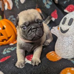 Adelaide - Fawn female Pug puppy in Winter Haven, Florida from Lisa's Pugalicious Pugs