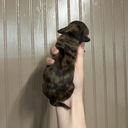 Max - Dapple male Dachshund puppy in Nashville, Arkansas from Cuddles n Curls