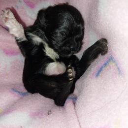 Dahlia - Black and white female Shih Tzu puppy in Arcadia, Florida from Kitsune Cuddles and kisses