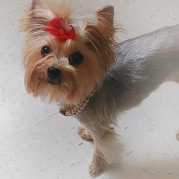 Yorkshire Terriers from Regalia Yorkies