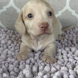 AKC Boy 5 - Cream male Dachshund puppy in Joshua Tree, California from Desert Dreams Ranch