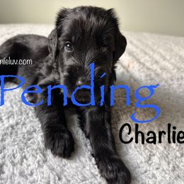 Charlie - Black male Schnoodle puppy in Saint Augustine, Florida from Gunnie Luv, LLC