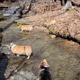 Pembroke Welsh Corgi Puppies from Liberty Hill Farm