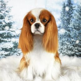Hades - Cavalier King Charles Spaniel