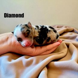 Diamond - Blue merle female Miniature American Shepherd puppy in Ava, Missouri from Blue Blood Mini Aussies